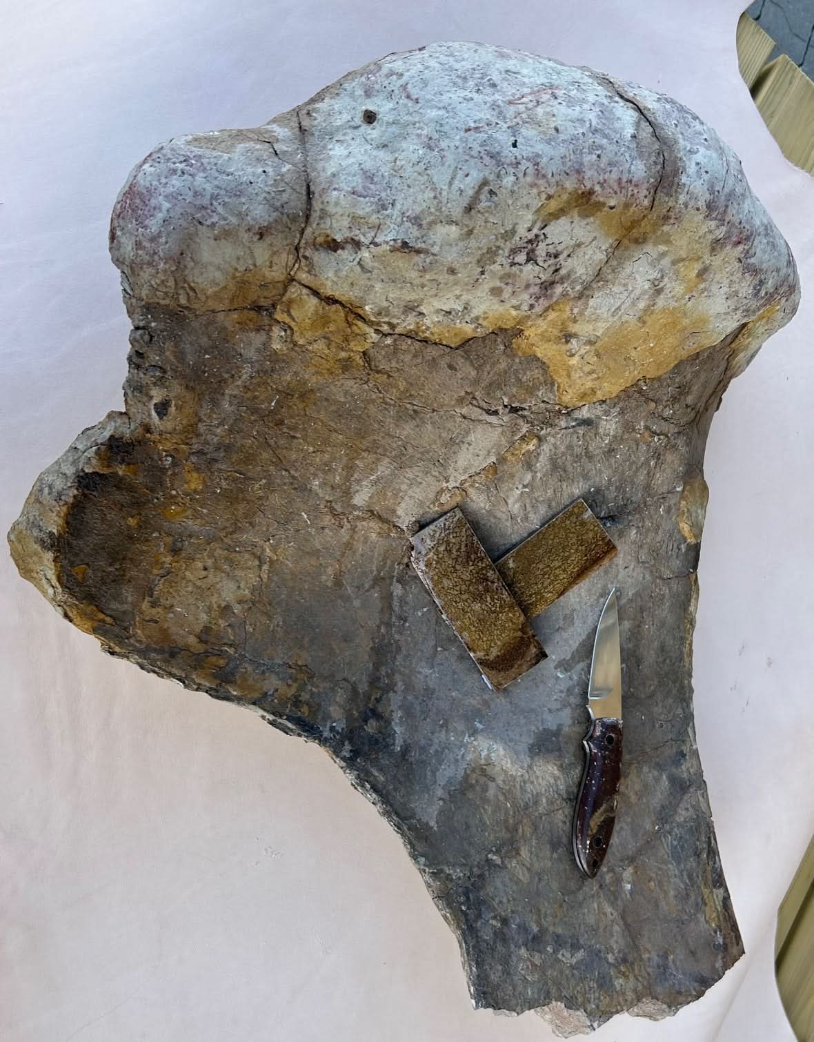 Dinosaur Fossil Holkbit 20x35x20mm