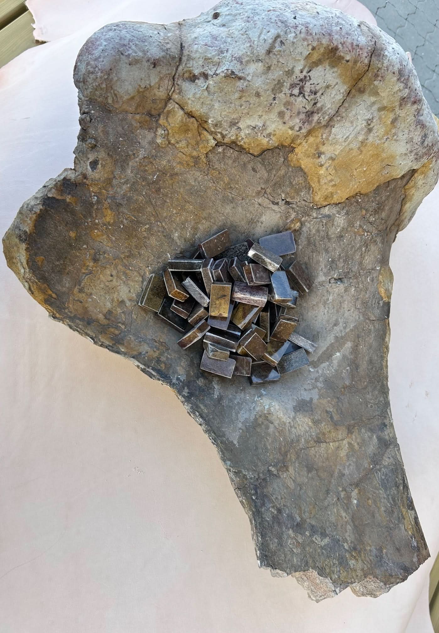 Dinosaur Fossil D11