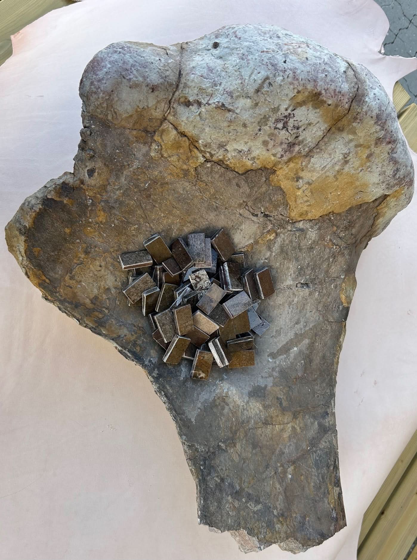 Dinosaur Fossil Holkbit 20x35x20mm