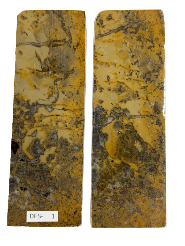 Dinosauriefossil D12