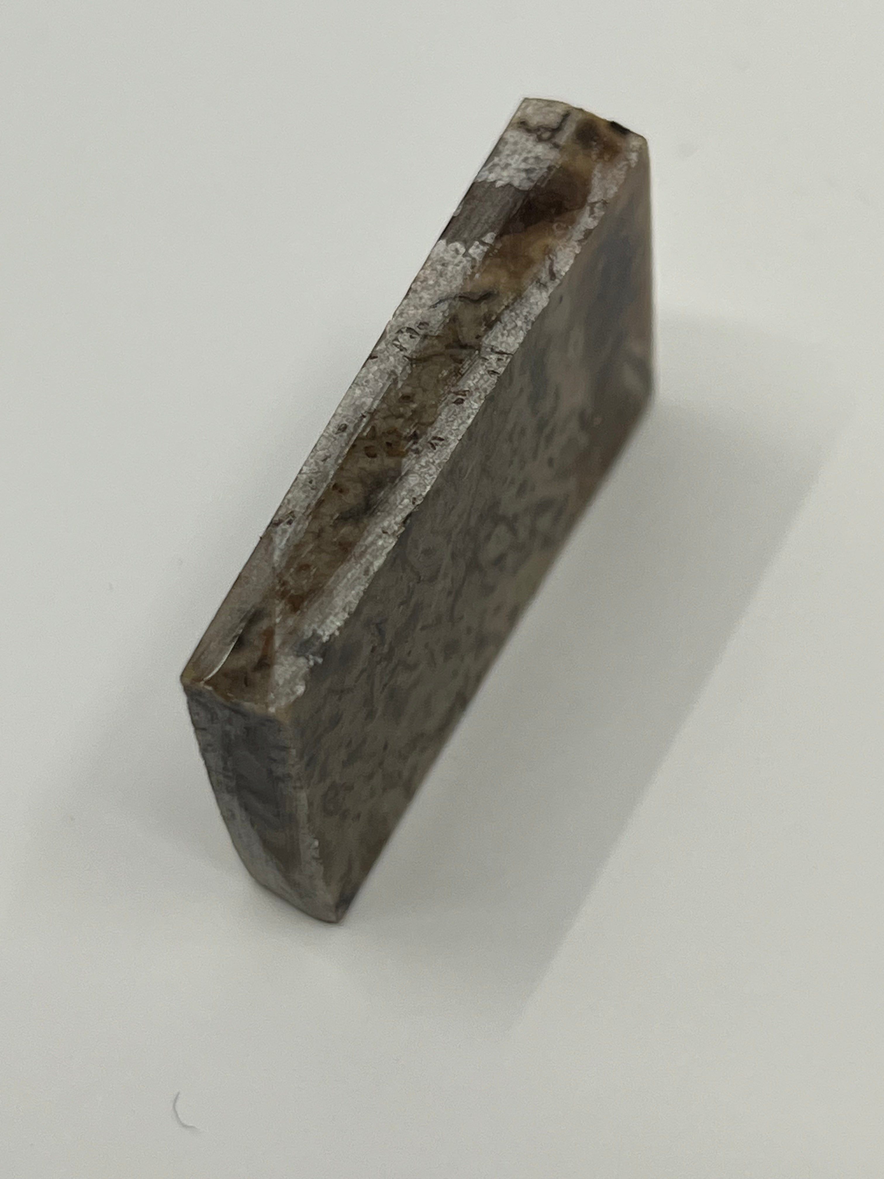 Dinosaur Fossil D4