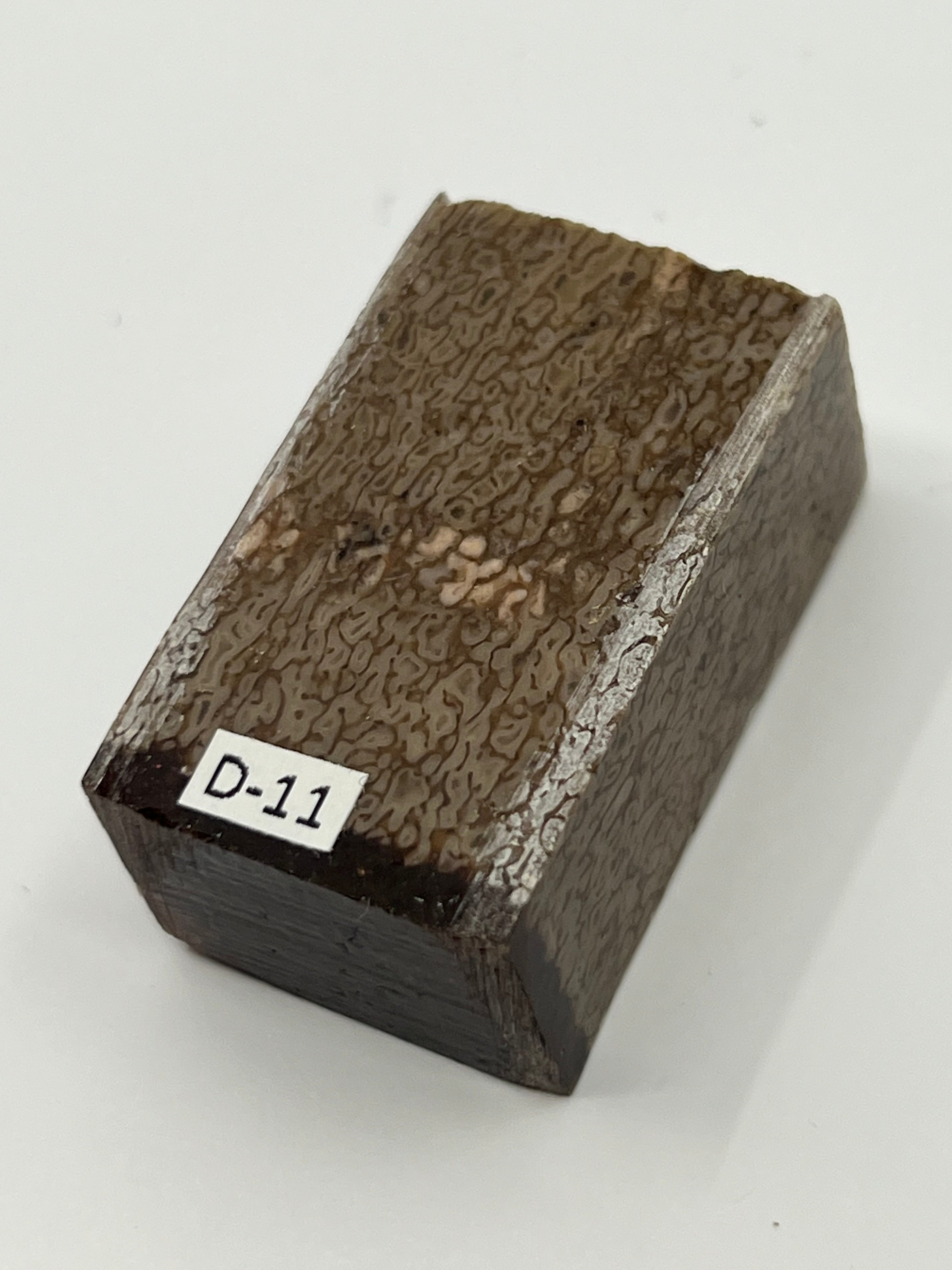 Dinosaur Fossil D11
