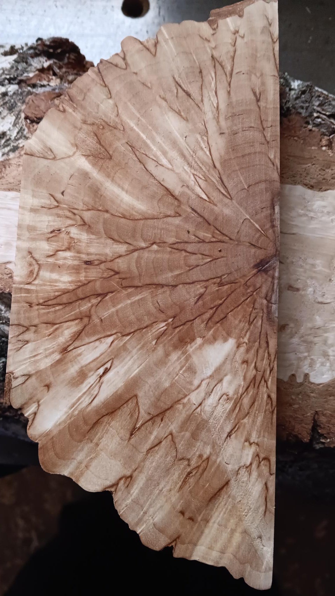 Naturell Valbjørk Masurbjørk Tverrskjært (X-cut) ca. 30x40x150mm